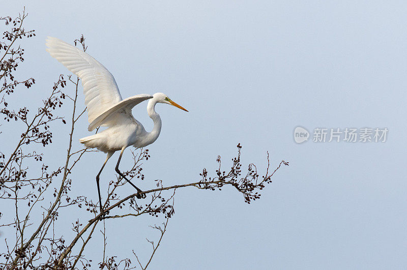 平衡大白鹭(Ardea alba)